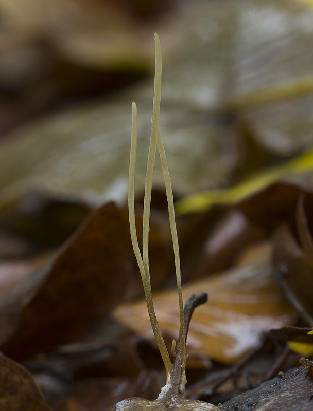 Macrotyphula juncea